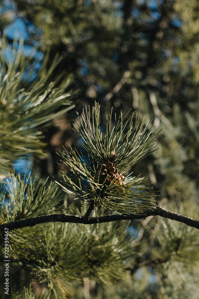 Fluffy branches with cones of green pine tree. Fluffy branches with cones of green pine tree.