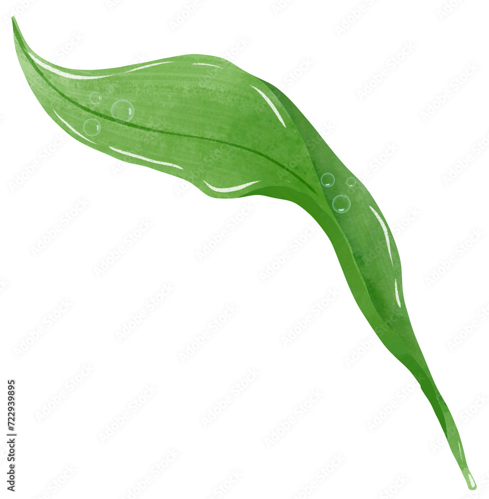 green leave with drop of water Hand Drawn Watercolor illustration of spring flowers
botanical drawing postcards, invitations to weddings, birthdays, spring and summer
