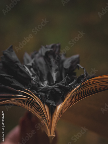 burned book, ashes of the book pages, macro