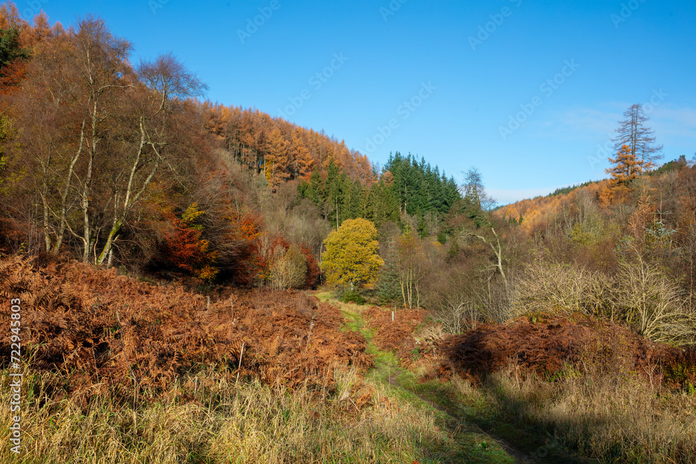 Autumnal scene showing a wide variety of trees, Hamsterley Forest, County Durham, England, UK.