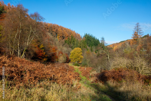 Autumnal scene showing a wide variety of trees  Hamsterley Forest  County Durham  England  UK.