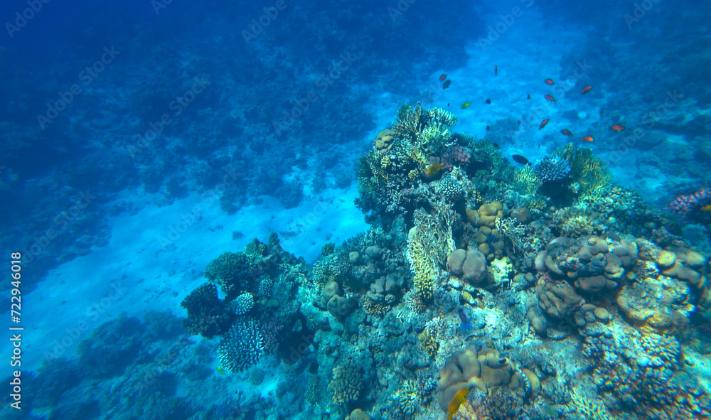 Amazing coral reef and fish Amazing coral reef and fish