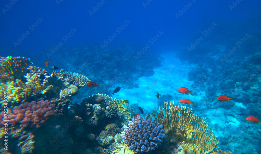 Fototapeta premium Amazing coral reef and fish