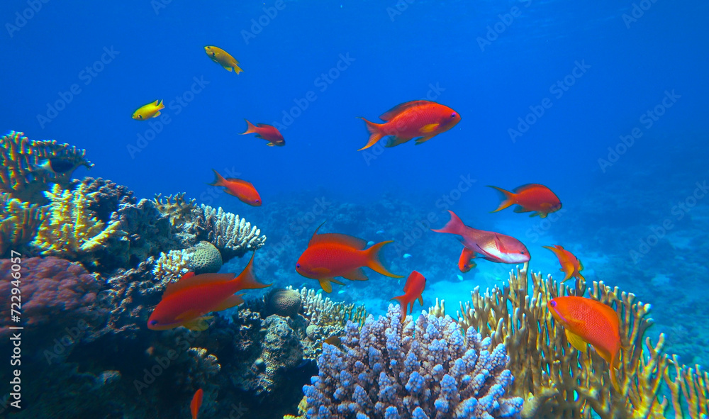 Obraz premium Amazing coral reef and fish