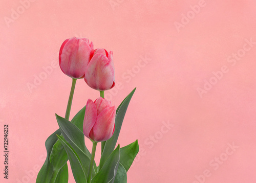 Pink tulips isolated on pink background. Flowers bouquet for congratulations on birthdays, weddings, holidays.