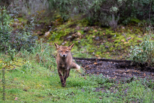 Beautiful portrait of a young red fox walking through the grass and trees around looking at the camera in the Sierra Morena  Andalusia  Spain  Europe