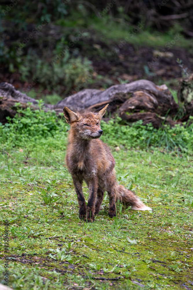 Beautiful vertical portrait of a young red fox standing still on the grass with trees around looking sideways with a curious face in the Sierra Morena, Andalucia, Spain, Europe Beautiful vertical portrait of a young red fox standing still on the grass with trees around looking sideways with a curious face in the Sierra Morena, Andalucia, Spain, Europe
