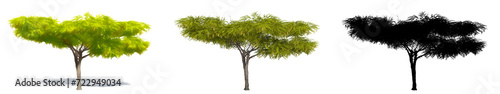 Set or collection of Honey Mesquite trees  painted  natural and as a black silhouette on white background. Concept or conceptual 3d illustration for nature  ecology and conservation  strength  beauty