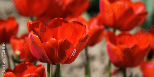 closeup of red tulip flowers in the garden. romantic outdoor nature background
