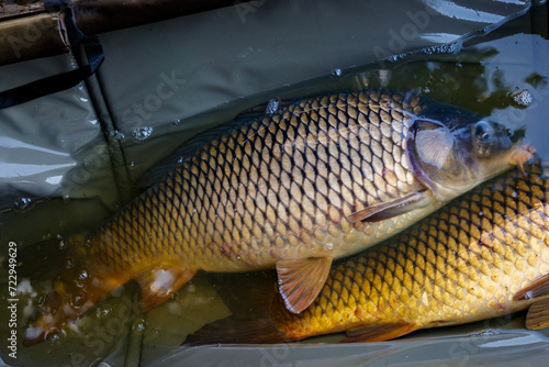 Carpfishing session at the Lake.Carp Angling.Live carp in a swing caught by sunrise.Big common carp on the unhooking mat.Fishing adventures.Fish trophy photo