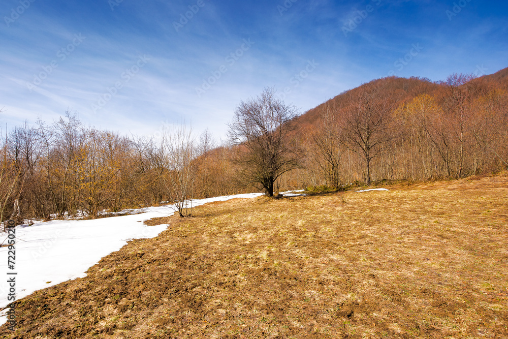 nature landscape with leafless trees on the hill with weathered grass and snow. early spring in carpathian mountains on a sunny day nature landscape with leafless trees on the hill with weathered grass and snow. early spring in carpathian mountains on a sunny day