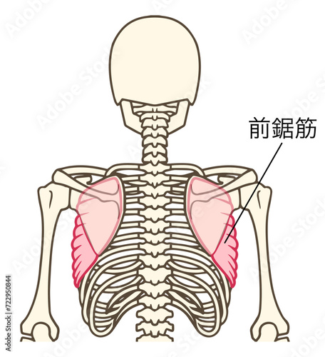 前鋸筋の説明図