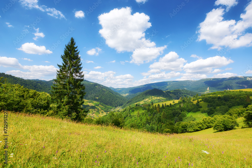 mountainous carpathian countryside scenery in summer. spruce tree on the grassy alpine hill. summer vacations in highlands of ukraine. view in to the distant rural valley