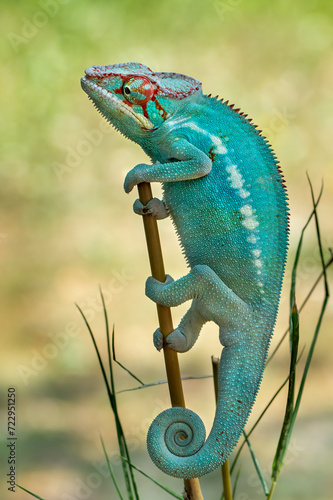 The Blue Panther Chameleon (Furcifer paradise) locale Nosy Be, Madagascar, male, is one of the most beautiful lizard species in the world.
