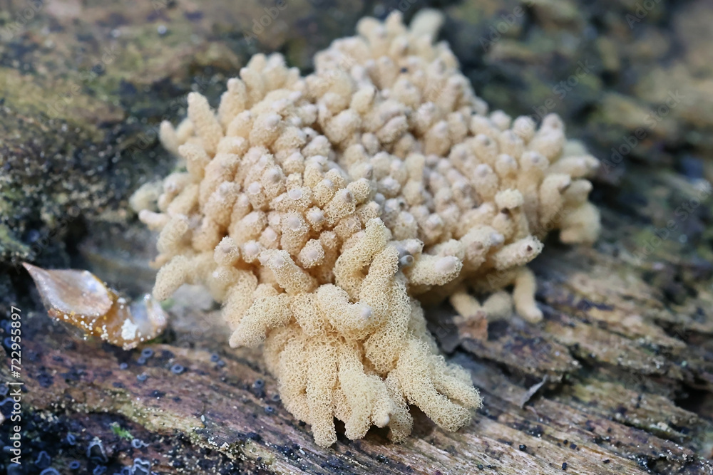 Arcyria obvelata, also called Arcyria nutans, slime mold from Finland, no common English name Arcyria obvelata, also called Arcyria nutans, slime mold from Finland, no common English name