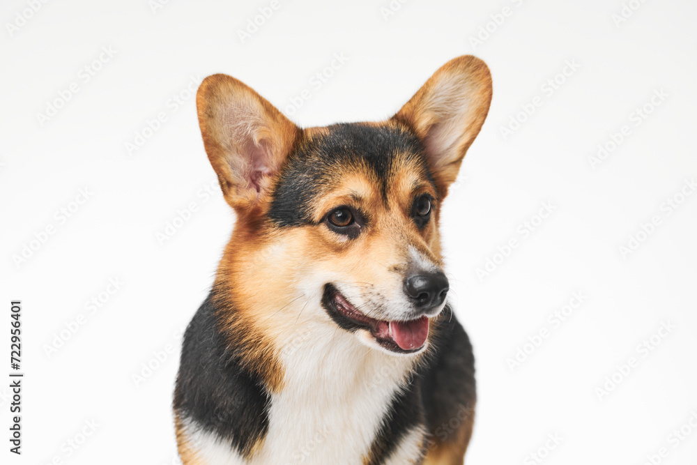 Pembroke Welsh Corgi portrait isolated on white studio background with copy space, purebred dog Pembroke Welsh Corgi portrait isolated on white studio background with copy space, purebred dog