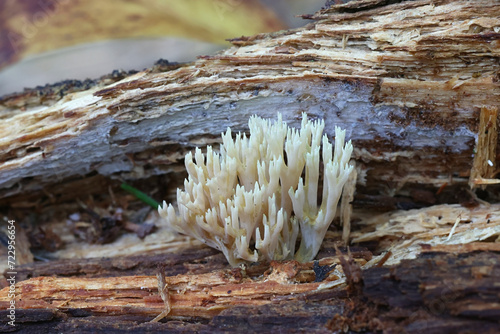 Green-tipped Coral Fungus, Ramaria apiculata, wild mushroom from Finland