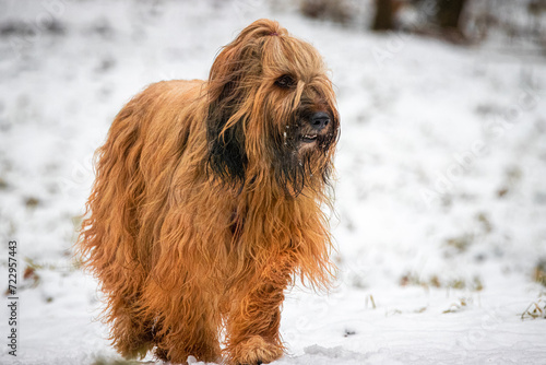Quadro su tela A Briard breed dog walks towards the camera lens on a cloudy winter day with a snow background