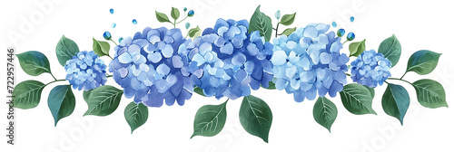 blue hydrangea flowers isolated on white background