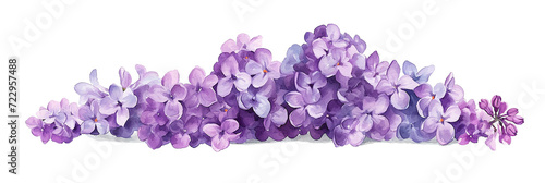 lilac flowers, horizontal composition