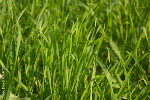 Green wheat grass background, close-up, shallow depth of field.
