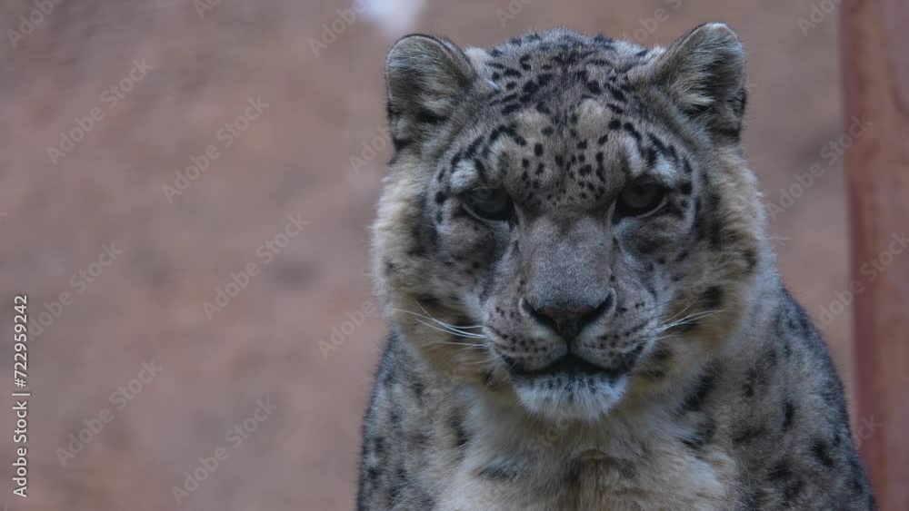 Close up of snow leopard head looking around Close up of snow leopard head looking around