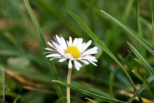 Gänseblümchen Close-up einer weißen Gänseblume im Gras Bellis Perennis photo
