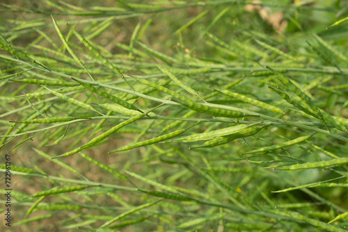 Bunch of green mustard pods on the field, closeup of photo