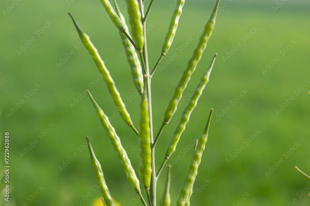 Close up of a green mustard pod in the field with blurred background