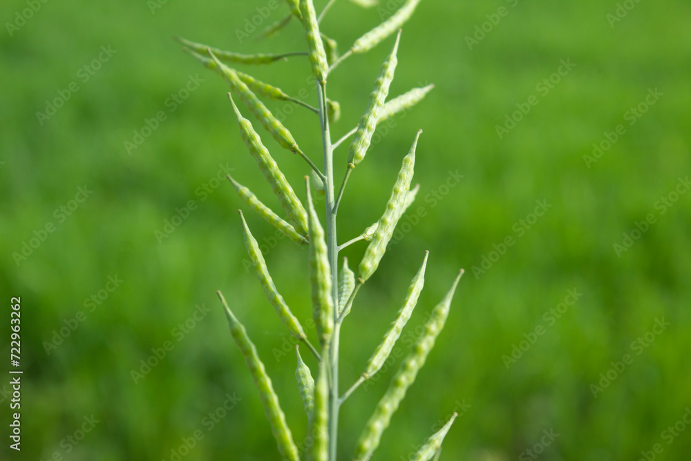 Close up of a green mustard pod in the field with blurred background Close up of a green mustard pod in the field with blurred background