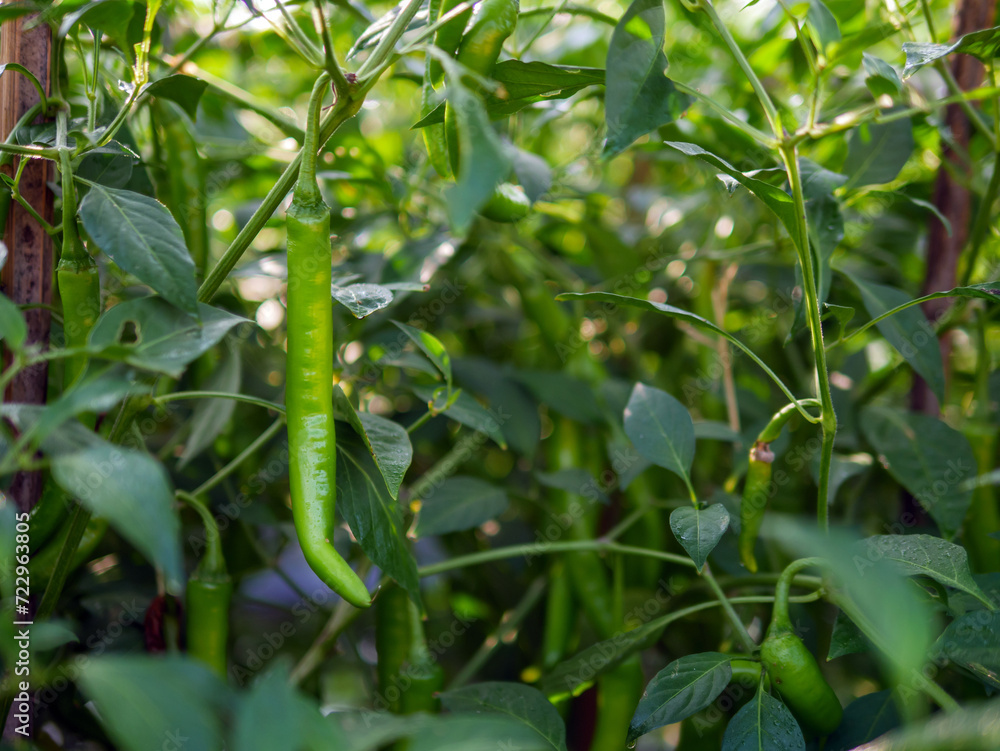 Green chilli in the garden, organic green chilli growing on chilli tree Green chilli in the garden, organic green chilli growing on chilli tree
