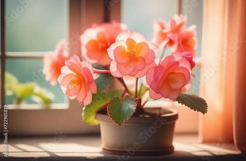 Begonia flowers with big petals and buds in pink and orange, isolated on white