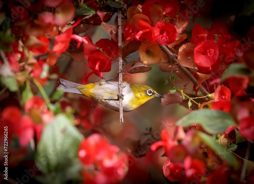 Oriental white-eye in flower garden.Oriental white-eye or Indian white-eye  is a small passerine bird in the white-eye family. 