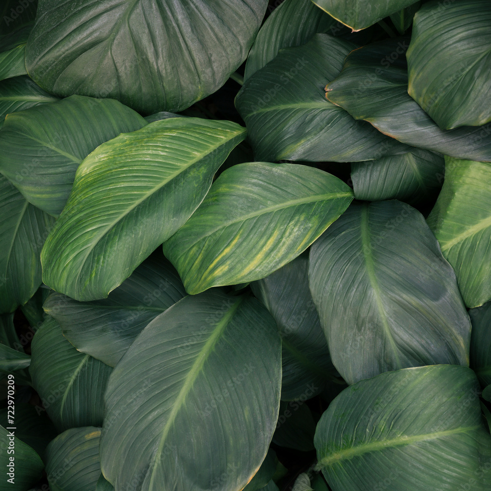 Fototapeta premium abstract green leaf texture, nature background, tropical leaf