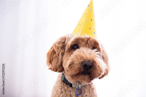funny photo of a dog wearing a party hat photo