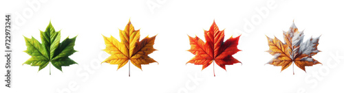 Four seasons depicted as maple leaves isolated cutout transparent background. Spring season, summer season, fall season, winter season, autumn season. Green, orange, yellow, ted, dry, brown.  photo