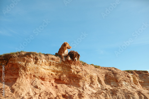 An Australian Shepherd and a Nova Scotia Duck Tolling Retriever dogs on a sandy cliff, overlooking a scenic view, epitomizing the spirit of outdoor bonding and adventure.