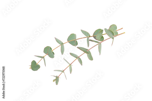 Wallpaper Mural Green eucalyptus leaves isolated on a white background. Aromatherapy.Beautiful eucalyptus branches. Bouquet. Place for text, copy space, mockup Torontodigital.ca