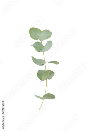 Green eucalyptus leaves isolated on a white background. Aromatherapy.Beautiful eucalyptus branches. Bouquet. Place for text, copy space, mockup © Avocado_studio