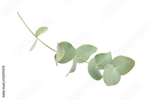Green eucalyptus leaves isolated on a white background. Aromatherapy.Beautiful eucalyptus branches. Bouquet. Place for text, copy space, mockup
