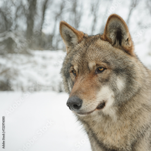 portrait of a gray wolf against the backdrop of a winter forest