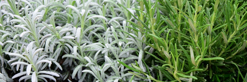 Background and texture of fresh green herbs in herb garden, rosemary, lavender, healthy cuisine Background and texture of fresh green herbs in herb garden, rosemary, lavender, healthy cuisine
