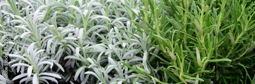 Background and texture of fresh green herbs in herb garden, rosemary, lavender, healthy cuisine