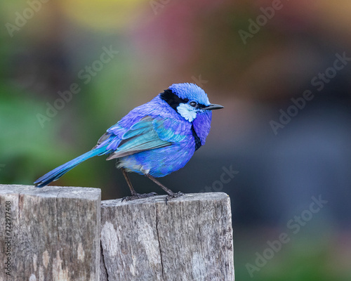 Close-up of a vivid blue male Splendid Fairywren (Malurus splendens) perched on an old fence post