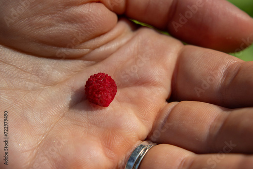 one strawberry in hand, green strawberry bush on a background with fresh red strawberries. Close-up. Point of view shot.