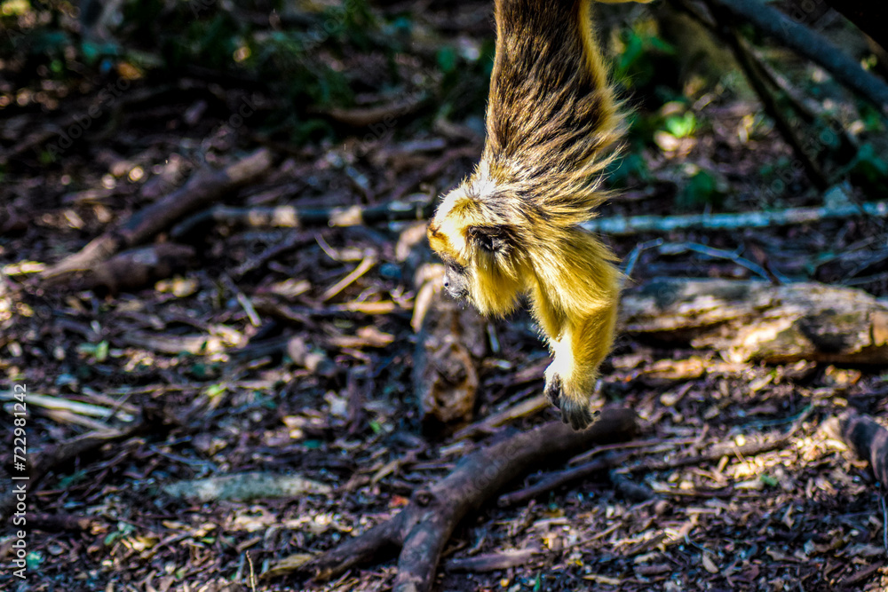 Obraz premium monkey in the forest, south africa