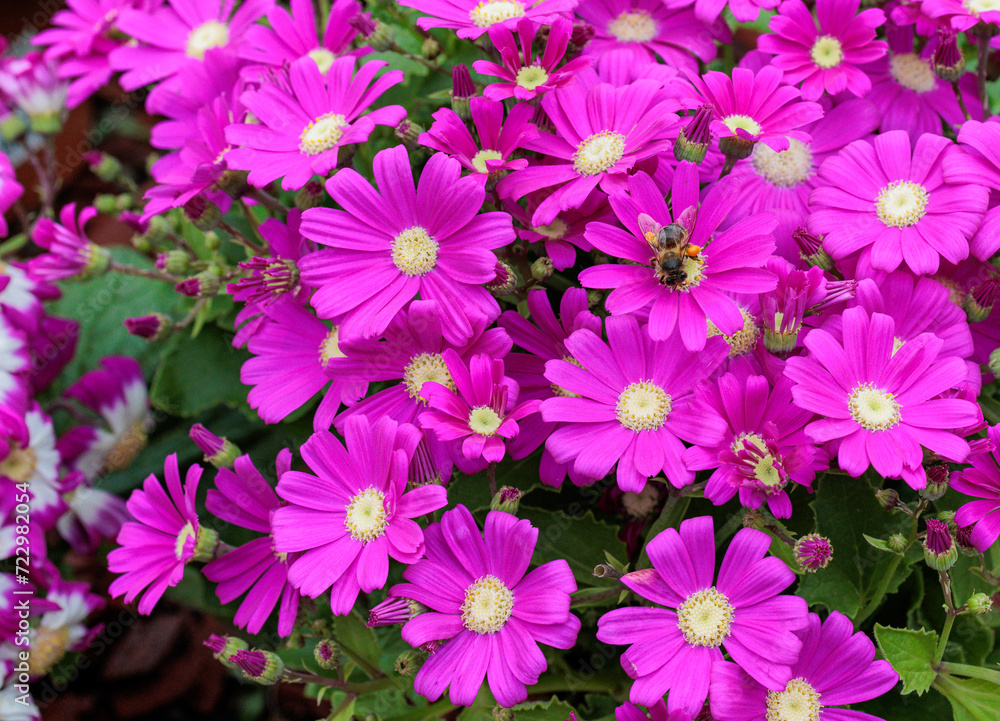 colorful yellow, pink, green flowers with bees in pollination colorful yellow, pink, green flowers with bees in pollination