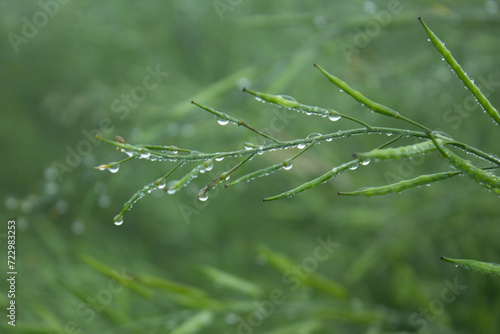 Dew droplets on the green mustard pod. Shallow depth of field.