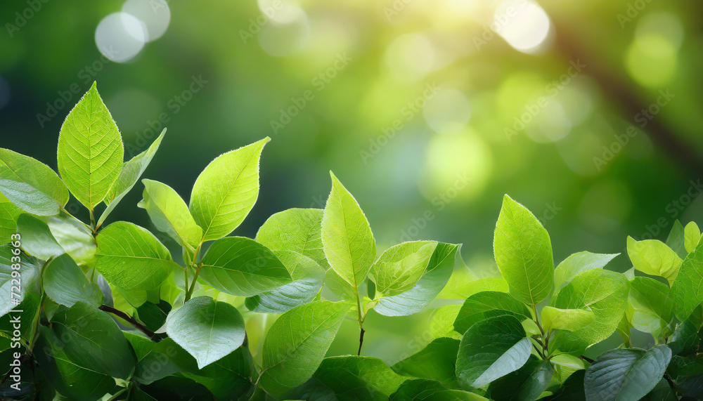 Spring summer background with frame of grass and leaves on nature. Juicy lush green grass on meadow in morning sunny light outdoors, copy space, soft focus, defocus background. Spring summer background with frame of grass and leaves on nature. Juicy lush green grass on meadow in morning sunny light outdoors, copy space, soft focus, defocus background.