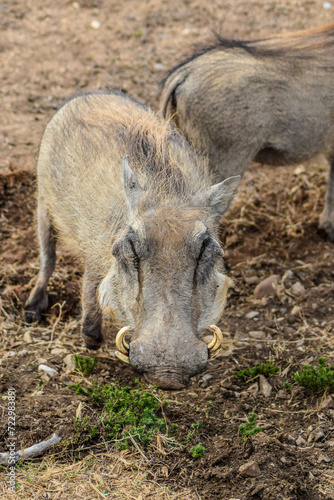 warthog in the forest